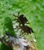 309847 – Photo : Oryctes – France (59)